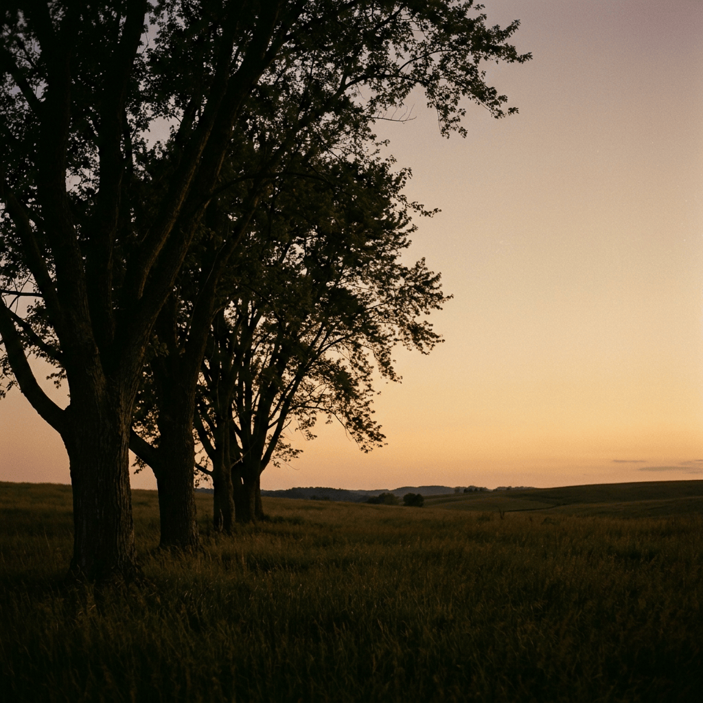 Tall trees bordering a grassy meadow at sunset